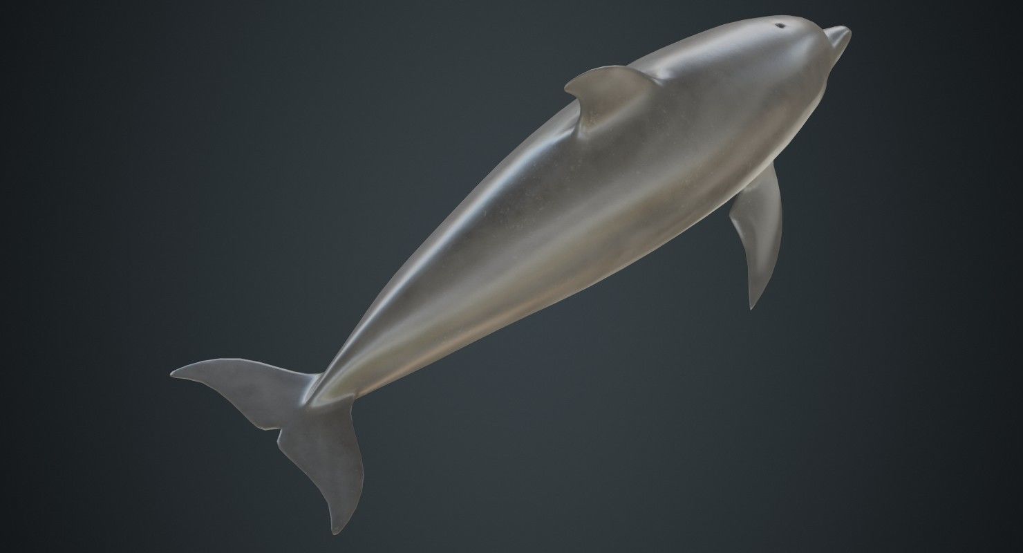 Dolphin 1A Low-poly 3D model_2