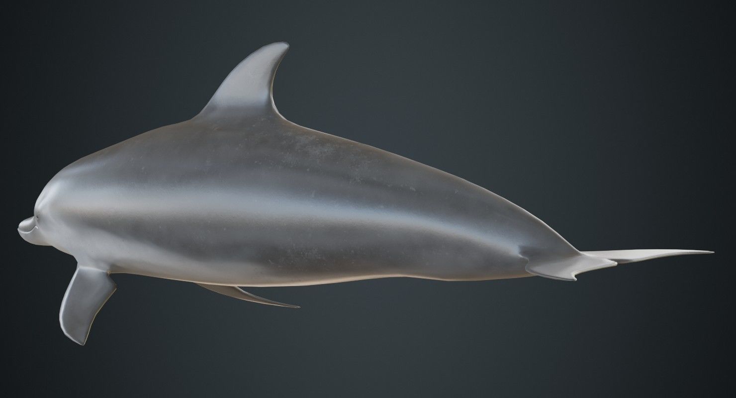 Dolphin 1A Low-poly 3D model_3