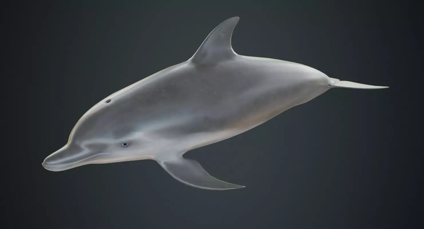 Dolphin 1A Low-poly 3D model_0