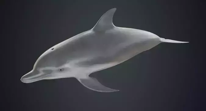 Dolphin 1A