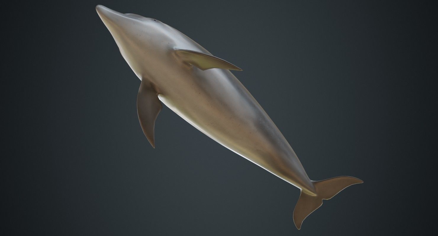 Dolphin 1A Low-poly 3D model_4