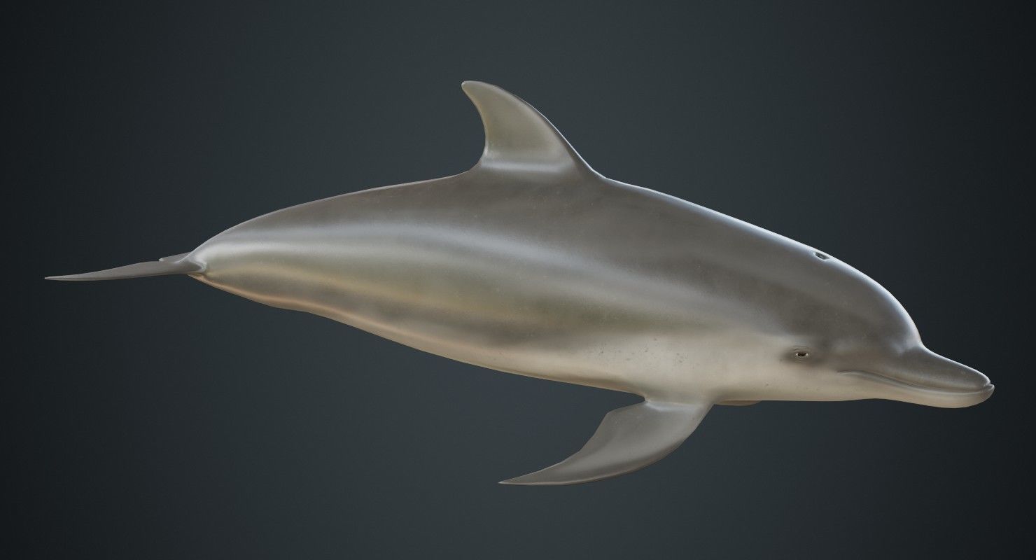 Dolphin 1A Low-poly 3D model_1