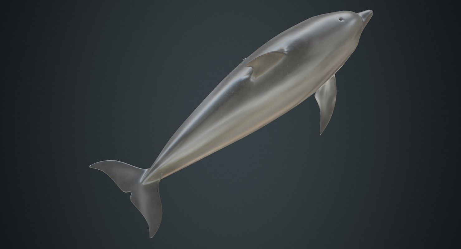 Dolphin 1B Low-poly 3D model_2