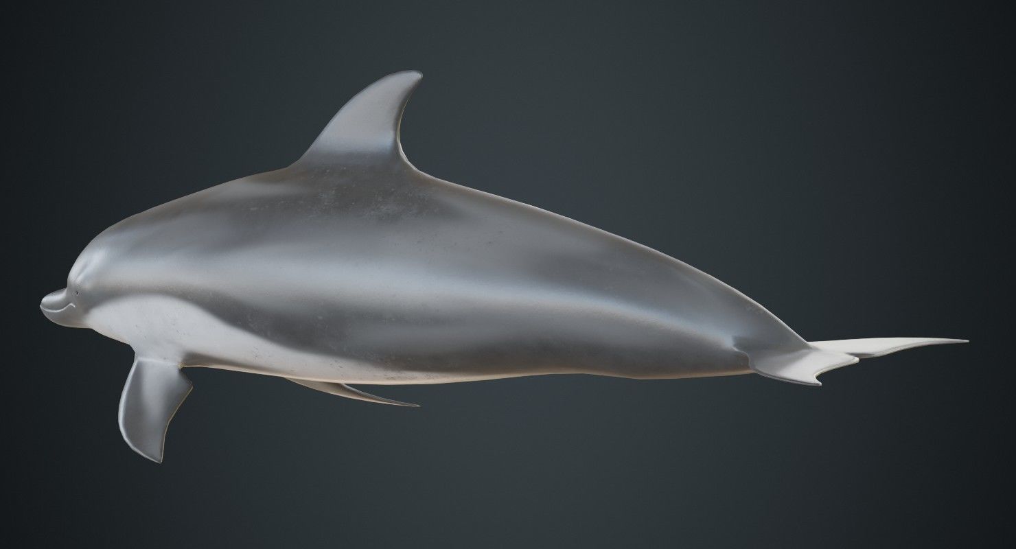 Dolphin 1B Low-poly 3D model_3