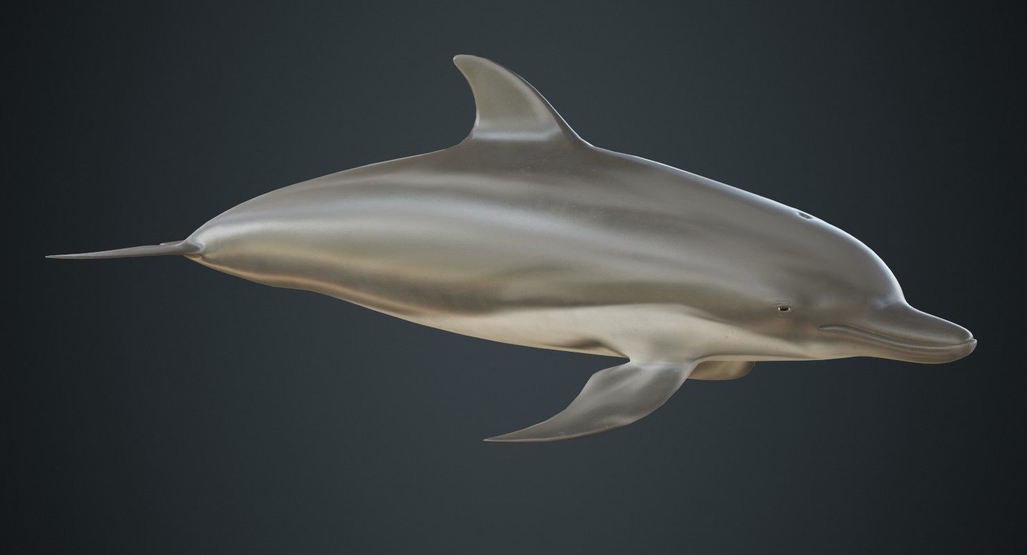 Dolphin 1B Low-poly 3D model_1