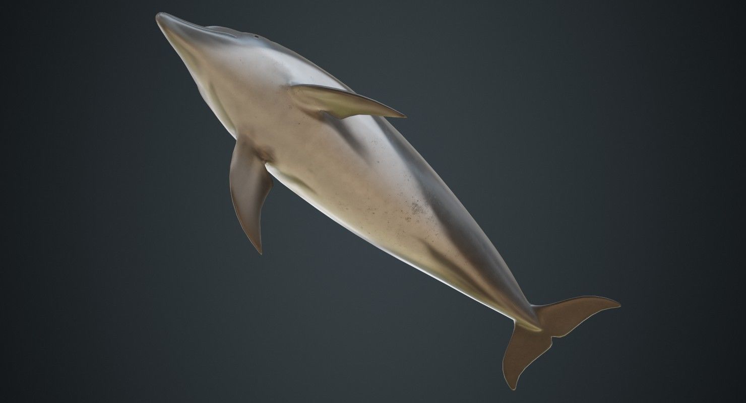 Dolphin 1B Low-poly 3D model_4
