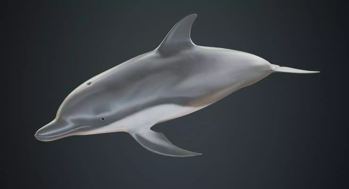 Dolphin 1B Low-poly 3D model_0