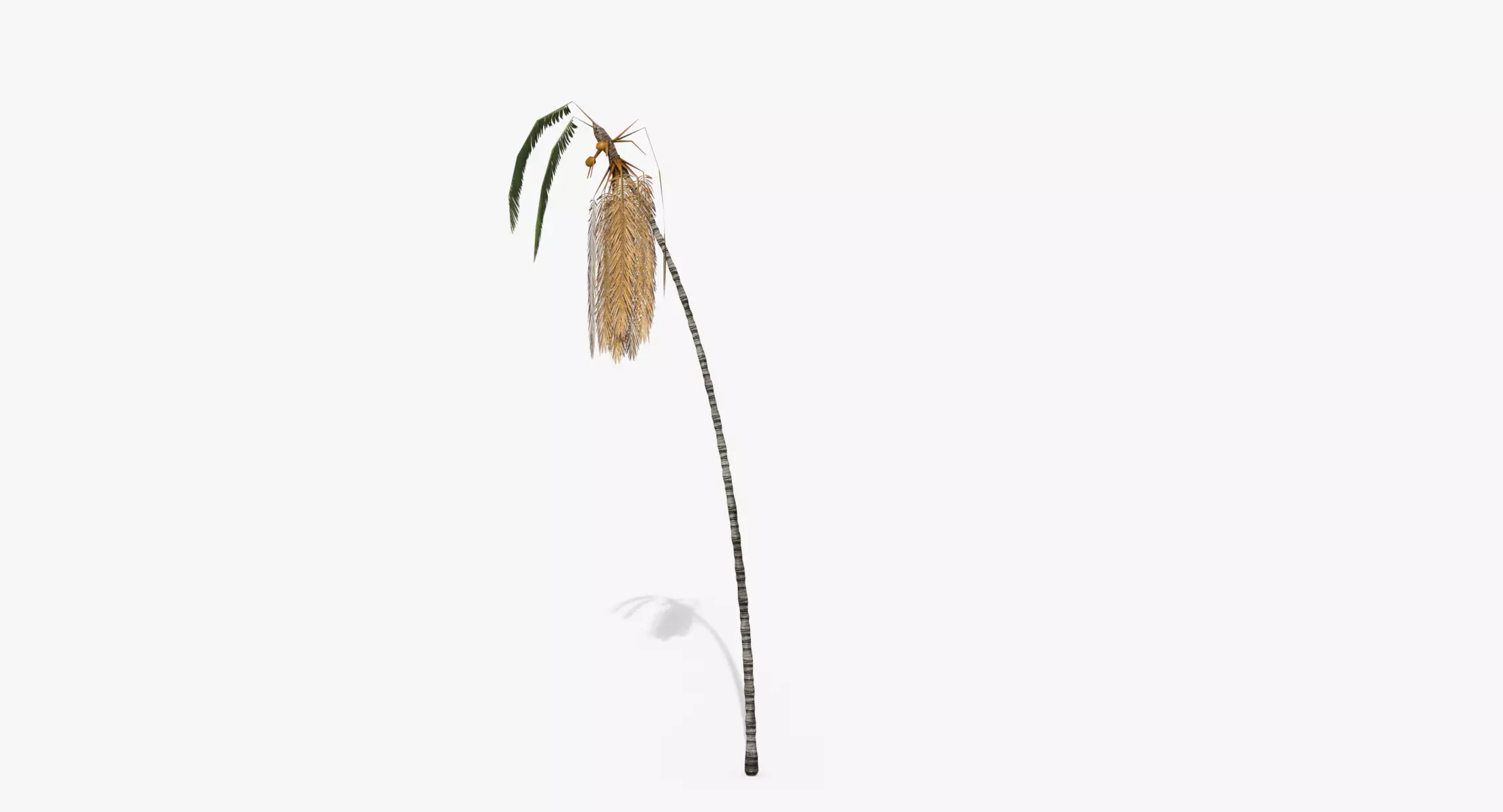 Coconut Palm Tree - Asset 3572H15 Low-poly 3D model_0