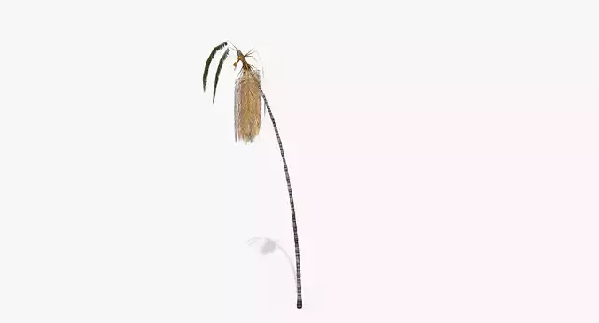 Coconut Palm Tree - Asset 3572H15 Low-poly 3D model