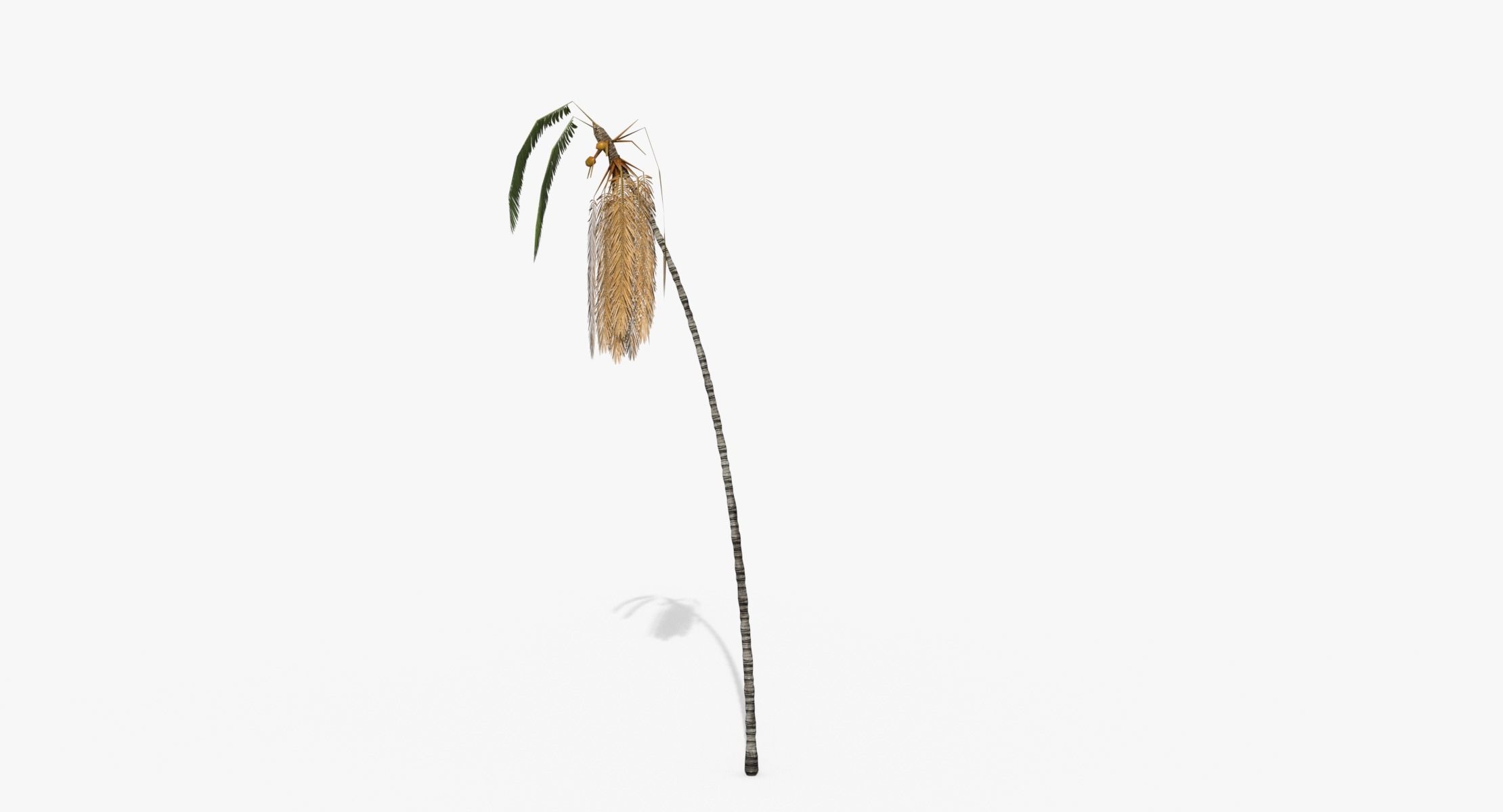 Coconut Palm Tree - Asset 3572H15 Low-poly 3D model_3