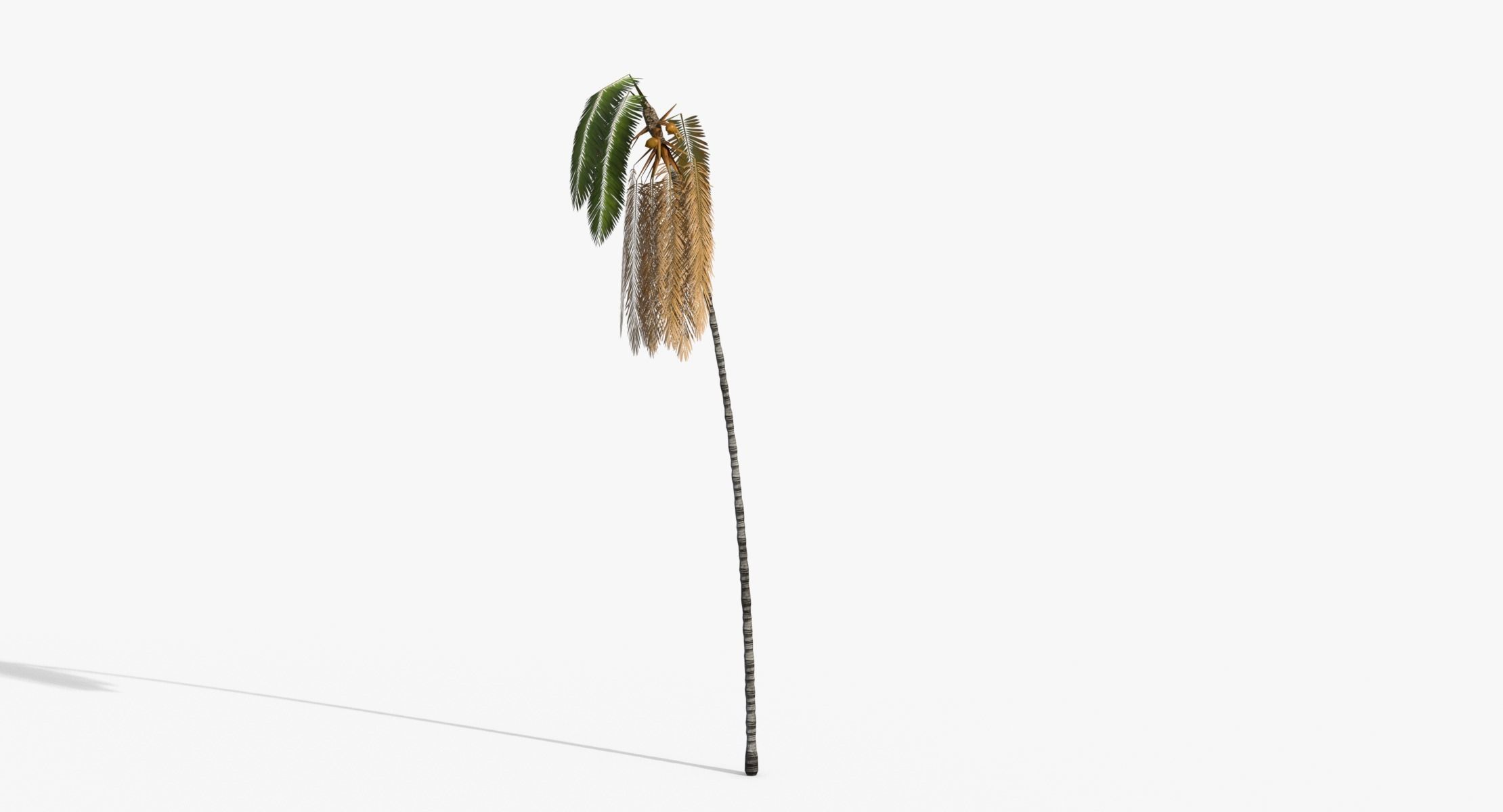 Coconut Palm Tree - Asset 3572H15 Low-poly 3D model_9