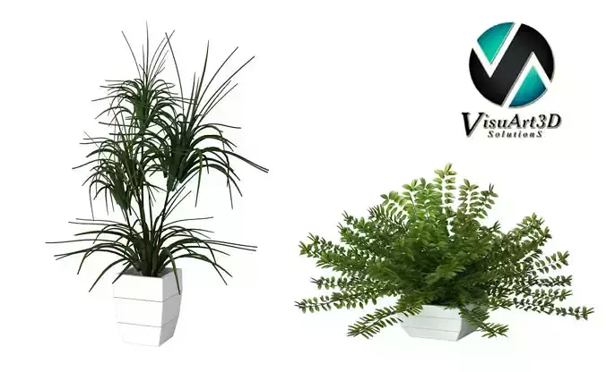 Houseplant Collection 6 eucalyptus plant