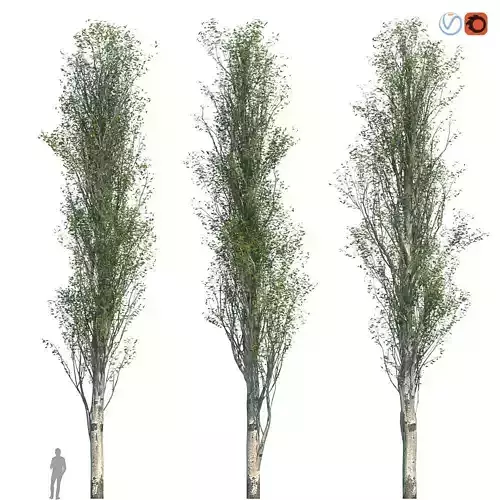 Poplar Pyramidal 17m Spring 3D model