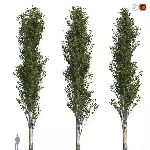 Poplar Pyramidal 17m Summer