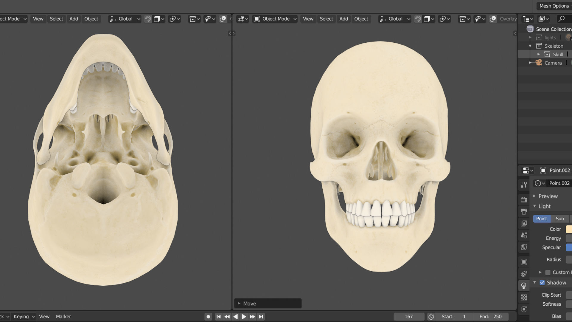Skull human showing front and back view Low-poly 3D model_4