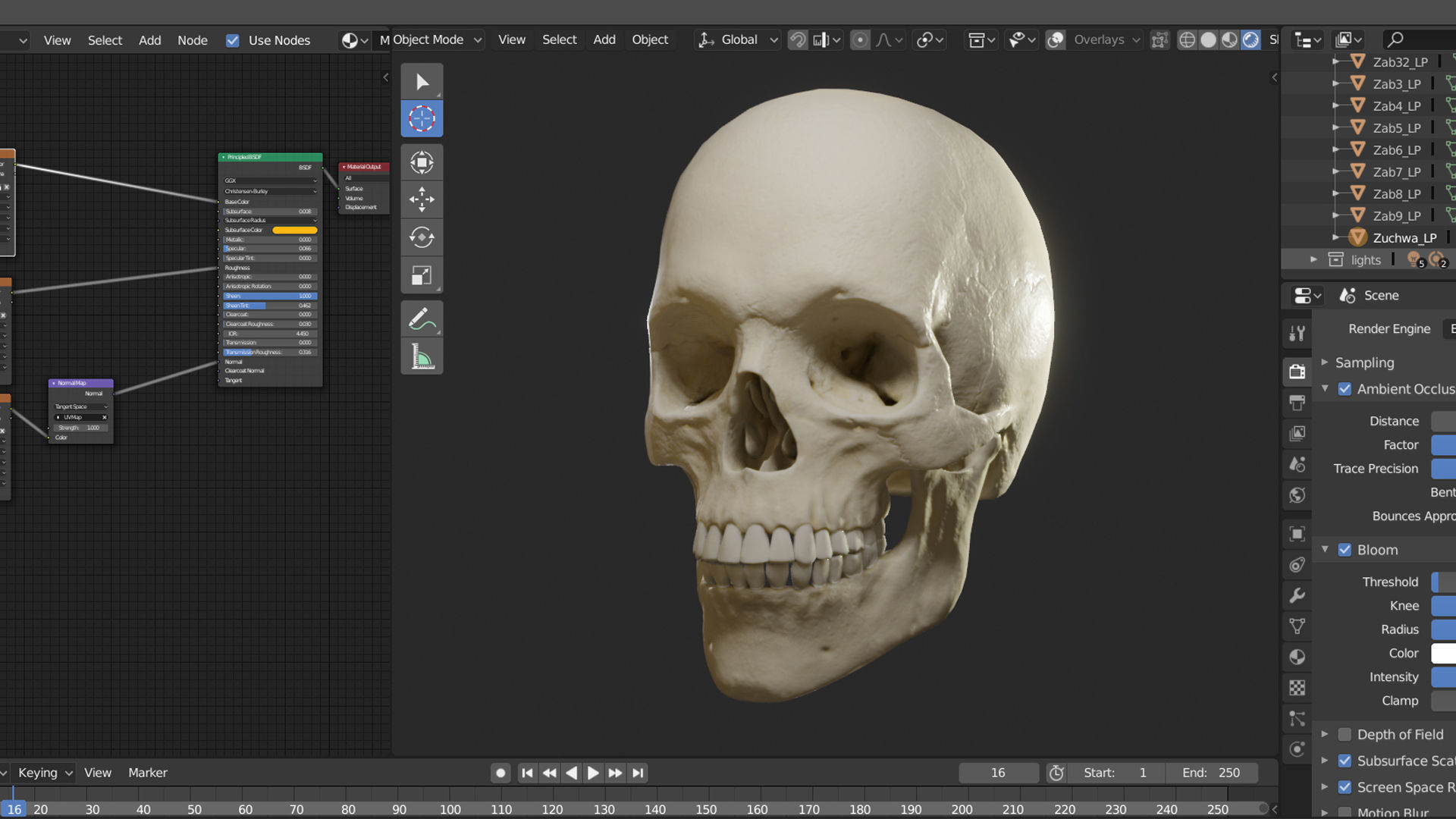 Skull human showing front and back view Low-poly 3D model_1