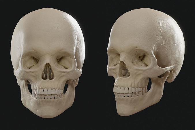 Skull human showing front and back view Low-poly 3D model