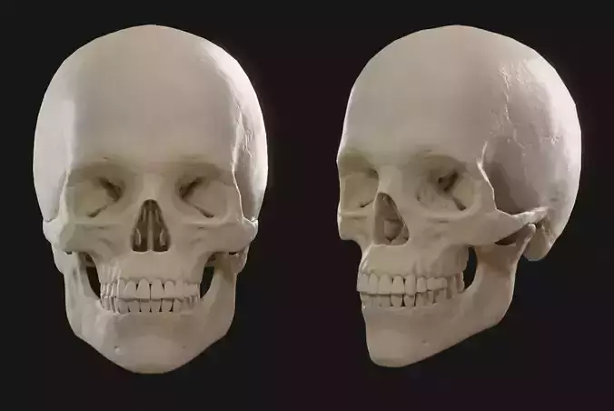 Skull human showing front and back view Low-poly 3D model