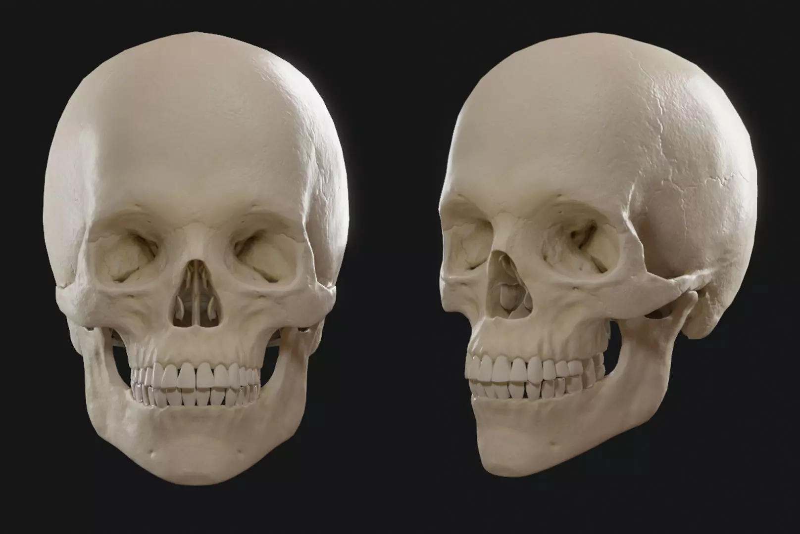 Skull human showing front and back view Low-poly 3D model_0