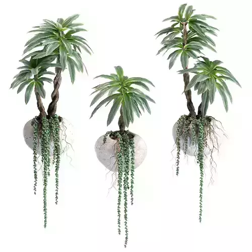 Hanging succulents and palm with roots in wall concrete pots