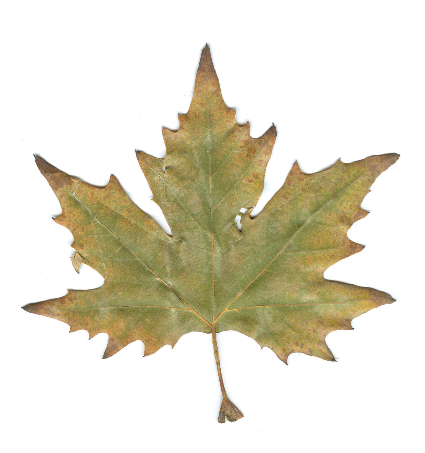 Photorealistic Leaves - Volume 2 3D model_7