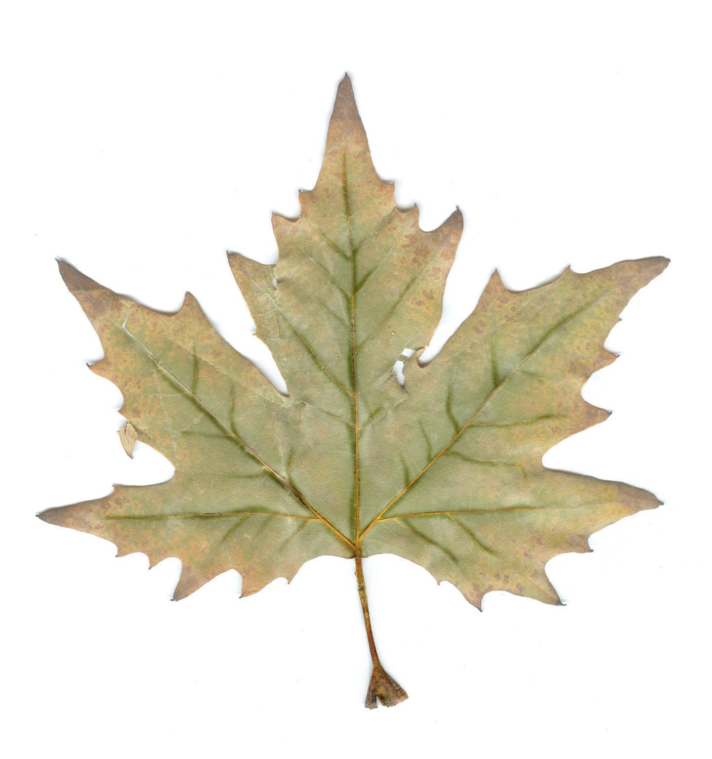 Photorealistic Leaves - Volume 2 3D model_6