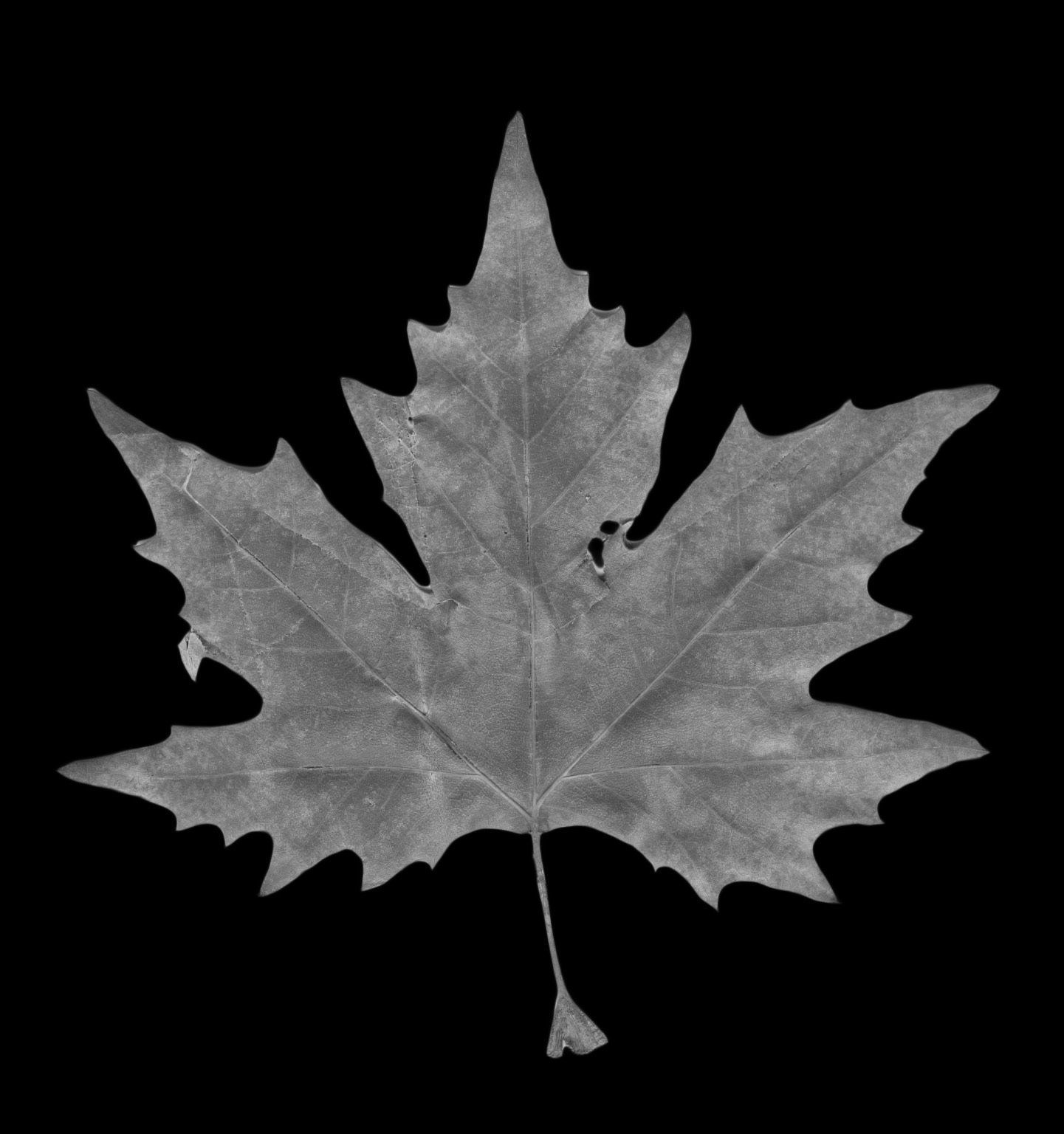 Photorealistic Leaves - Volume 2 3D model_5