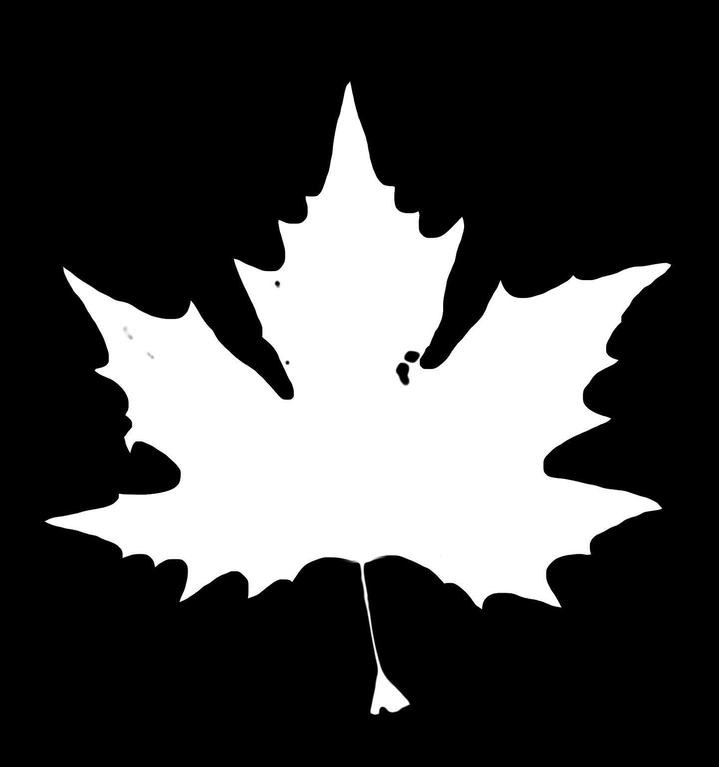 Photorealistic Leaves - Volume 2 3D model_8