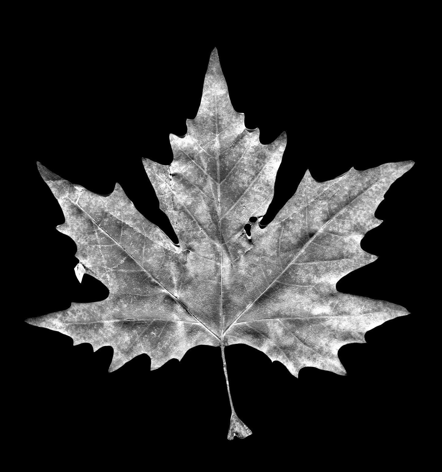 Photorealistic Leaves - Volume 2 3D model_9