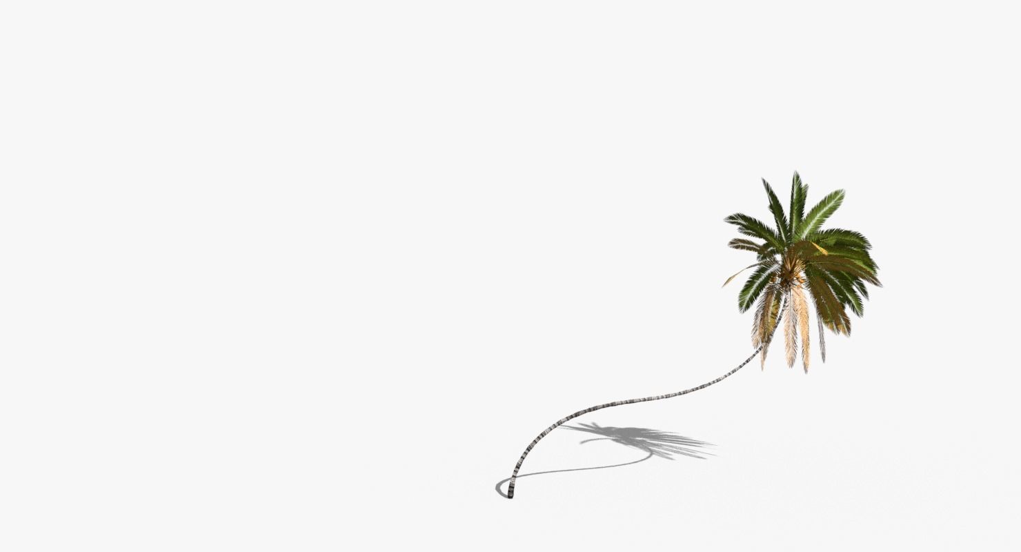 Coconut Palm Tree 10218 Low-poly 3D model_8
