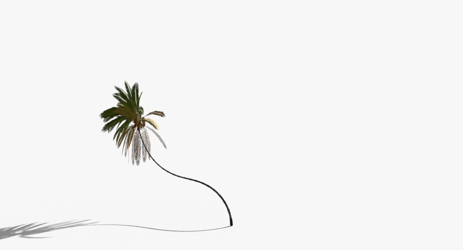 Coconut Palm Tree 10218 Low-poly 3D model_6