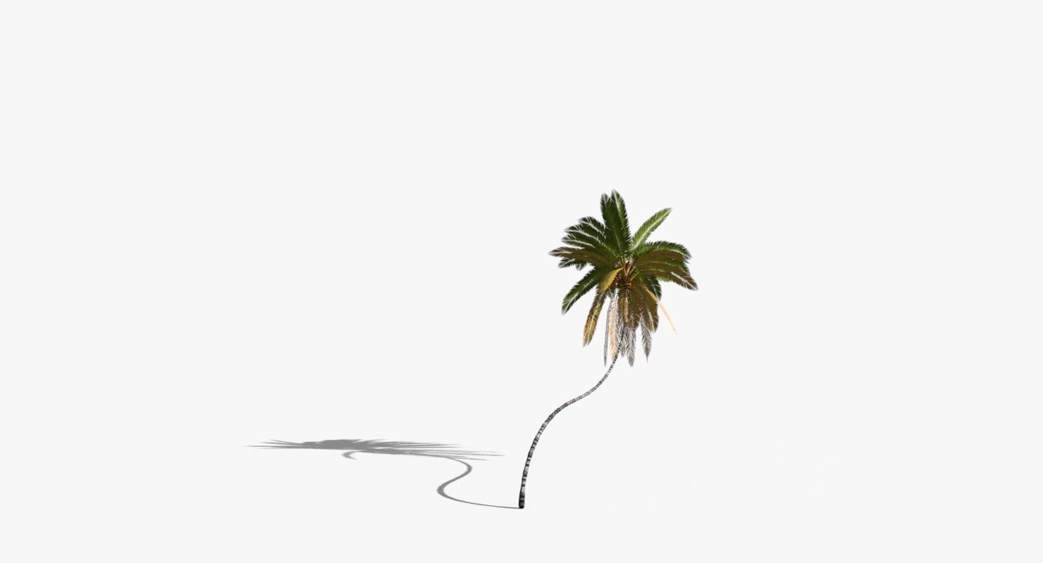 Coconut Palm Tree 10218 Low-poly 3D model_7