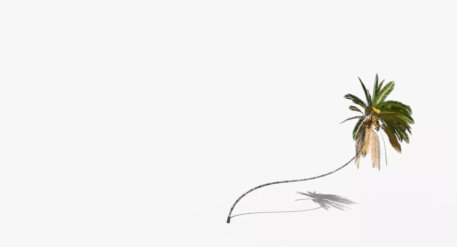 Coconut Palm Tree 10218 Low-poly 3D model_0