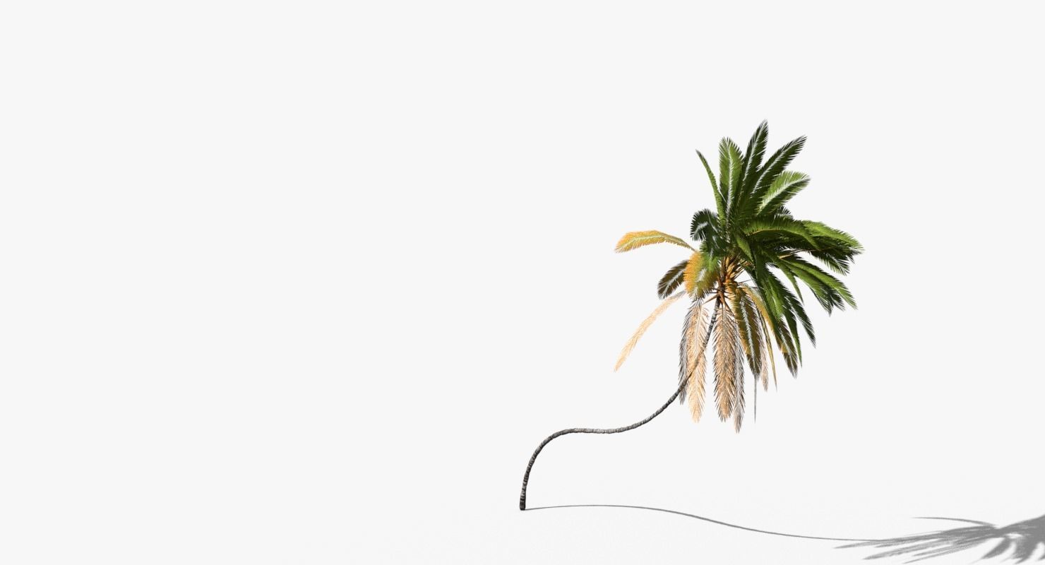 Coconut Palm Tree 10218 Low-poly 3D model_4