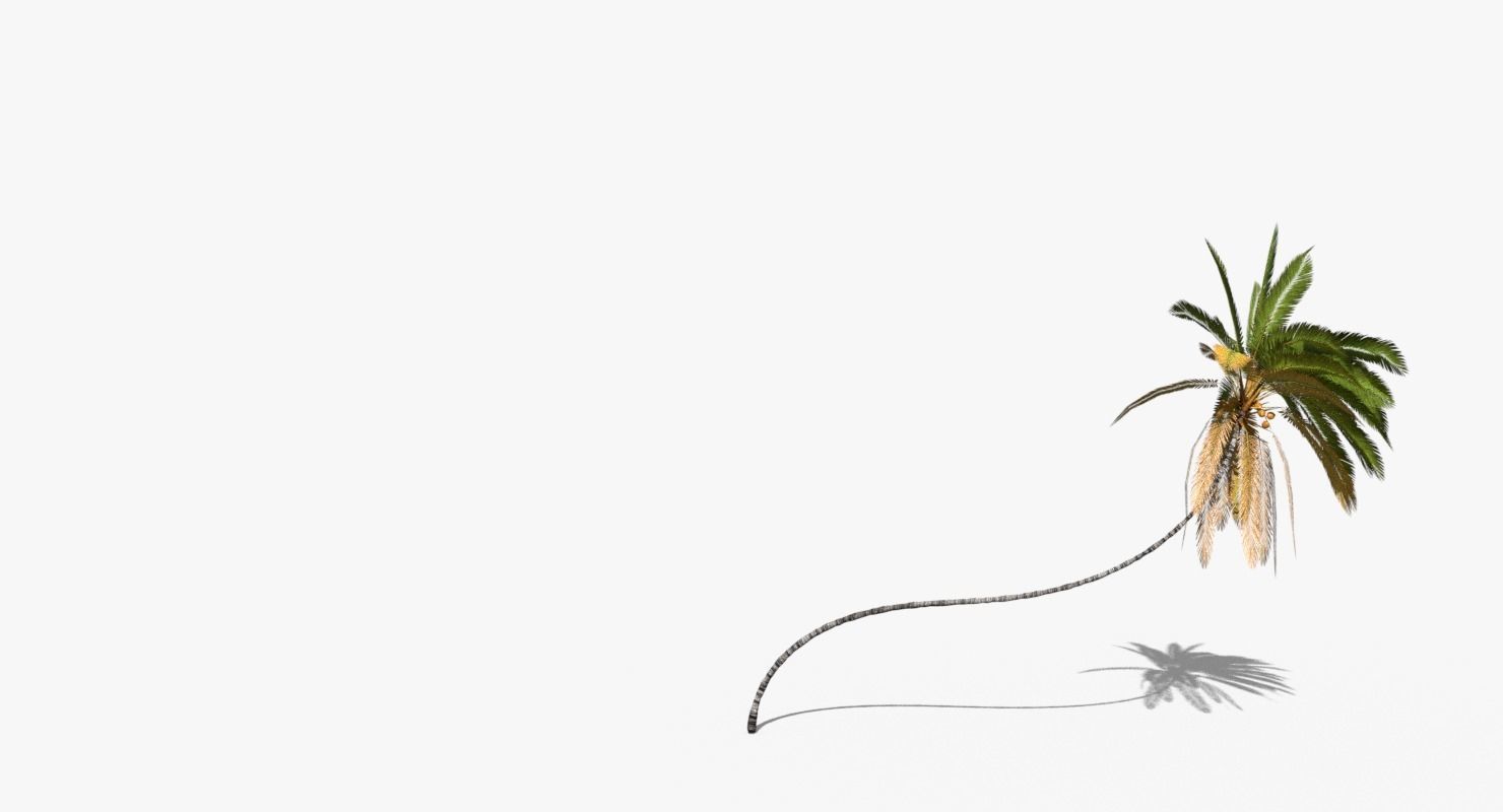 Coconut Palm Tree 10218 Low-poly 3D model_3