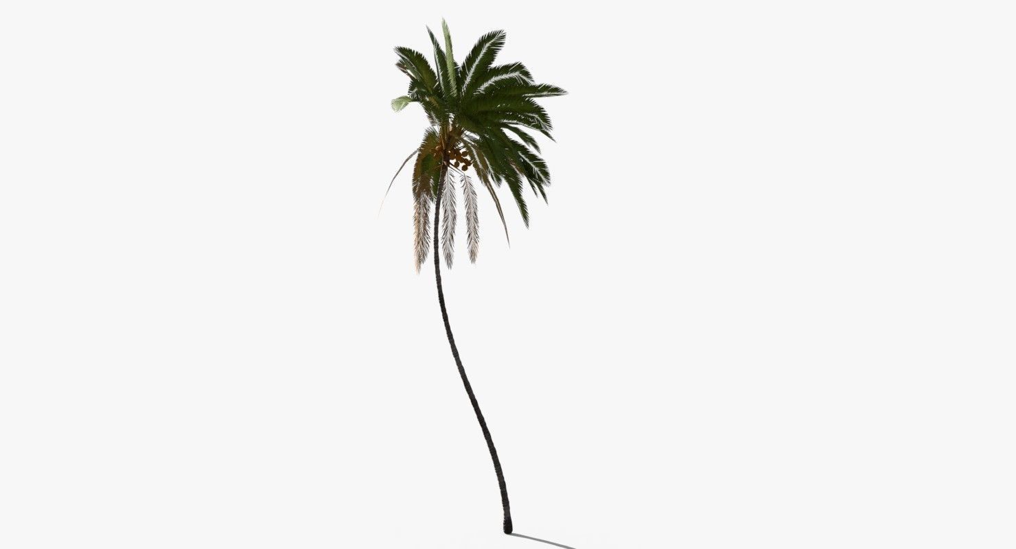 Coconut Palm Tree 10708 Low-poly 3D model_5