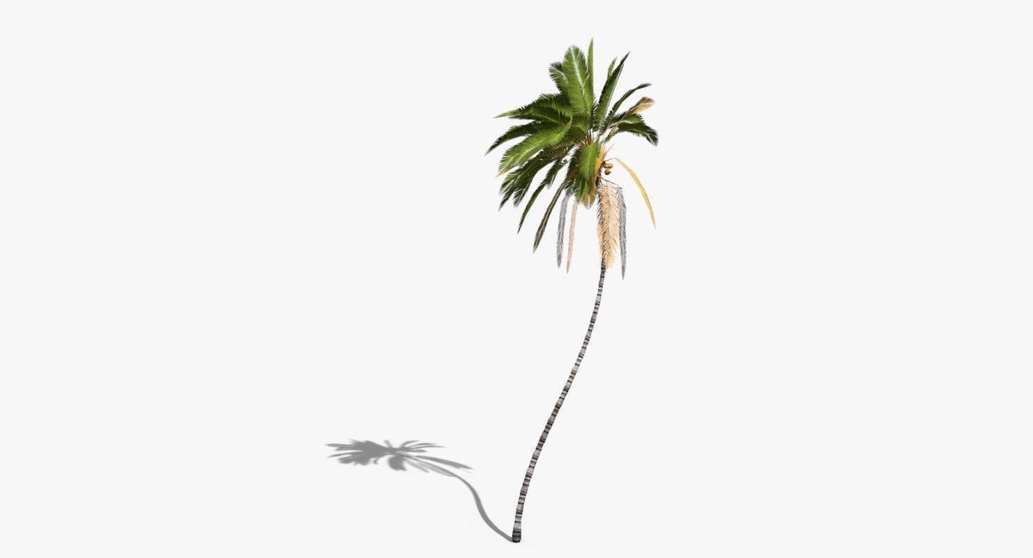 Coconut Palm Tree 10708 Low-poly 3D model_8