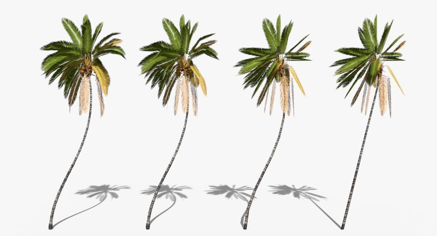Coconut Palm Tree 10708 Low-poly 3D model_1