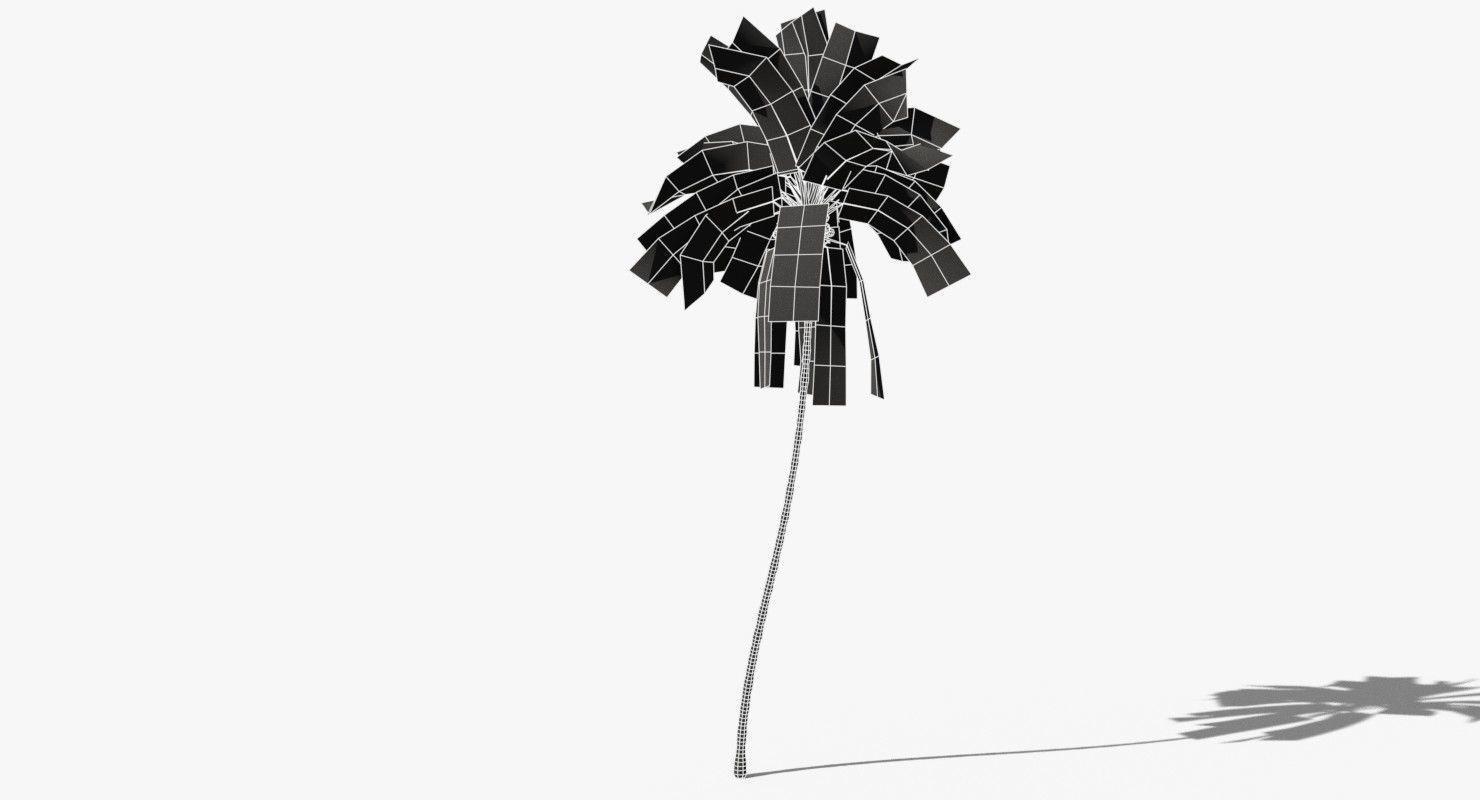 Coconut Palm Tree 10708 Low-poly 3D model_11