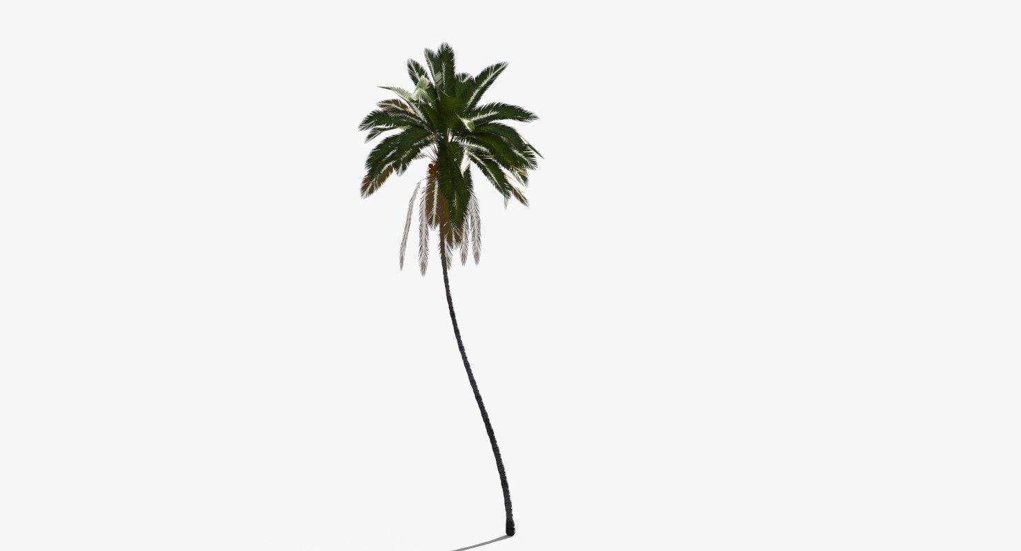 Coconut Palm Tree 10708 Low-poly 3D model_6