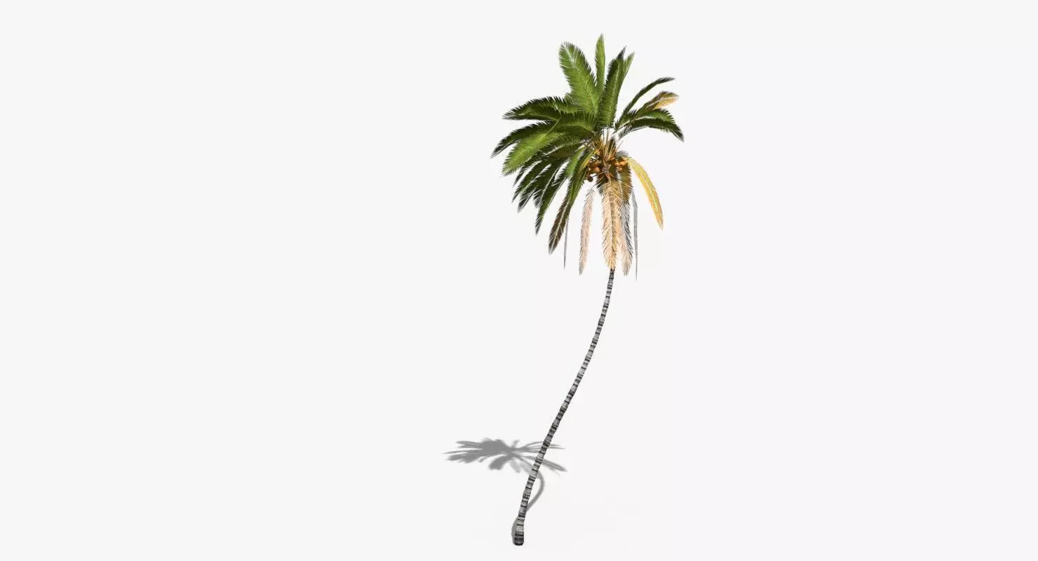 Coconut Palm Tree 10708 Low-poly 3D model_0