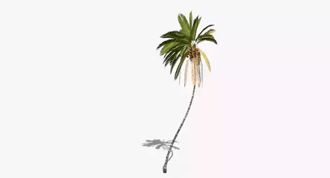 Coconut Palm Tree 10708 Low-poly 3D model