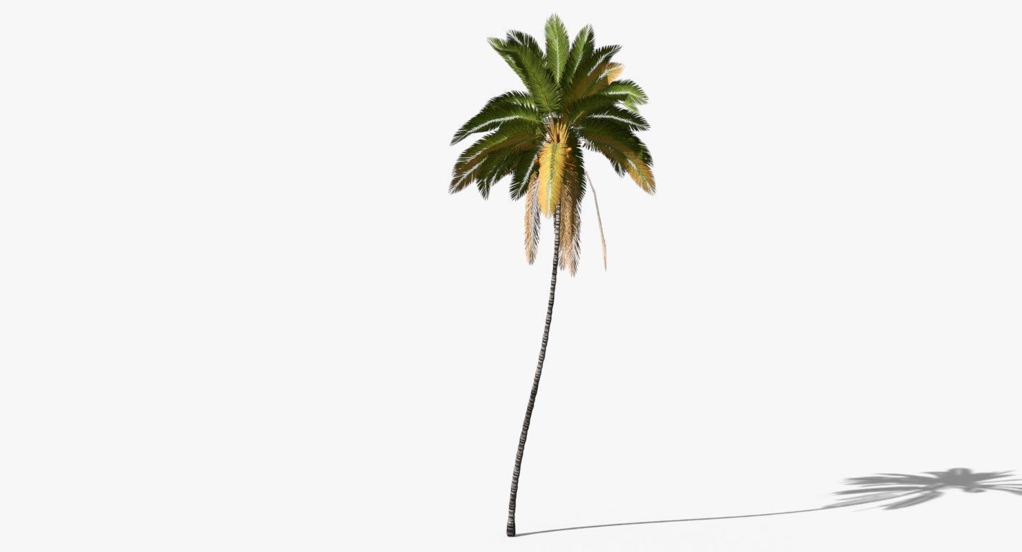 Coconut Palm Tree 10708 Low-poly 3D model_4