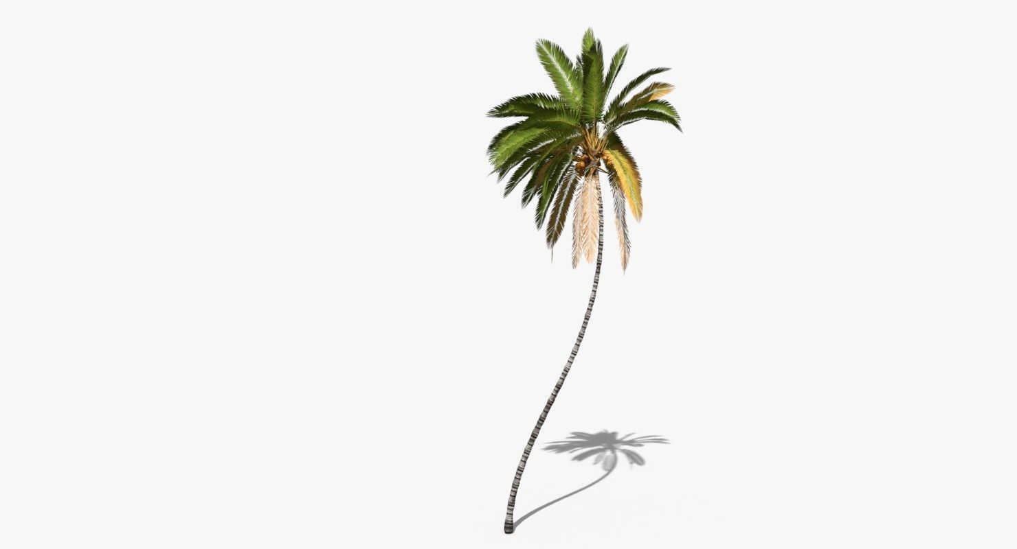 Coconut Palm Tree 10708 Low-poly 3D model_3