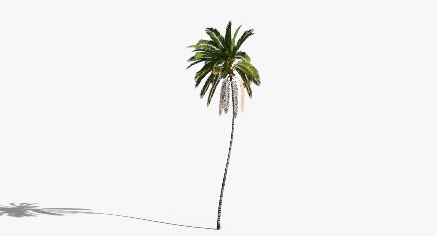 Coconut Palm Tree 10708 Low-poly 3D model_7