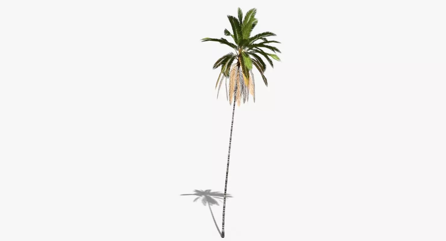 Coconut Palm Tree 16245 Low-poly 3D model