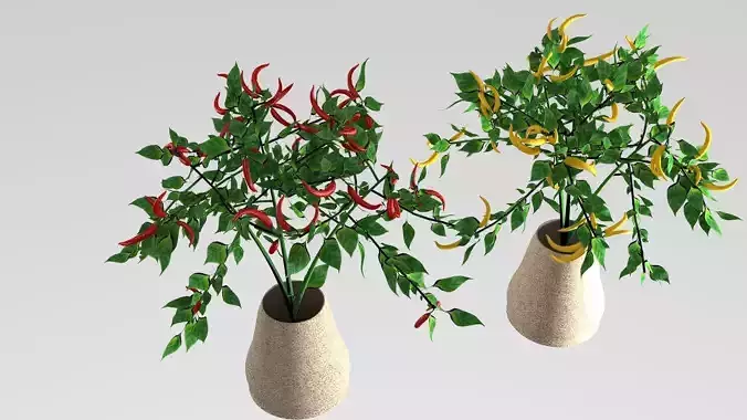 pepper Chilli plant