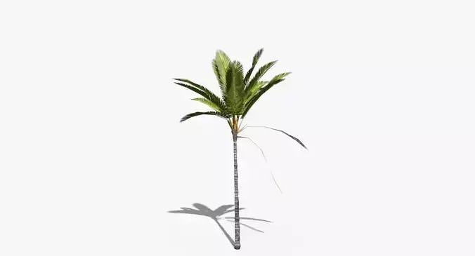 Coconut Palm Tree 16698 Low-poly 3D model