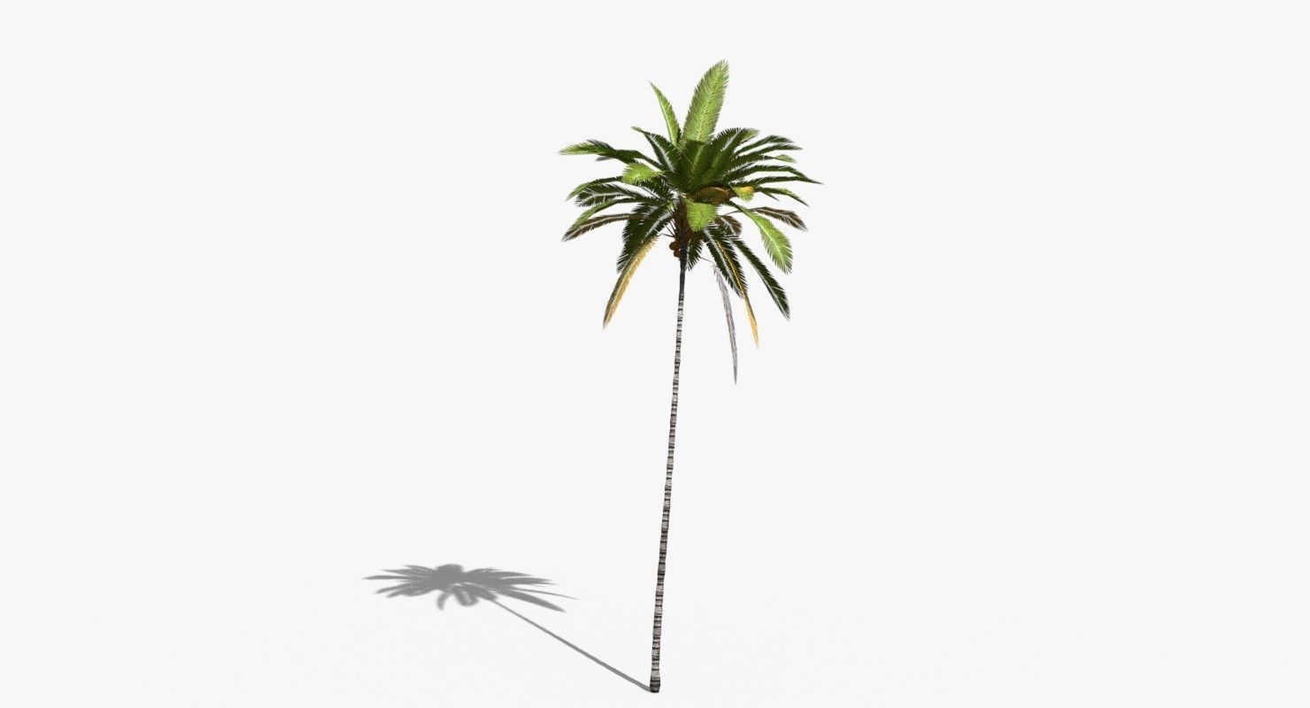 Coconut Palm Tree 19400 Low-poly 3D model_8