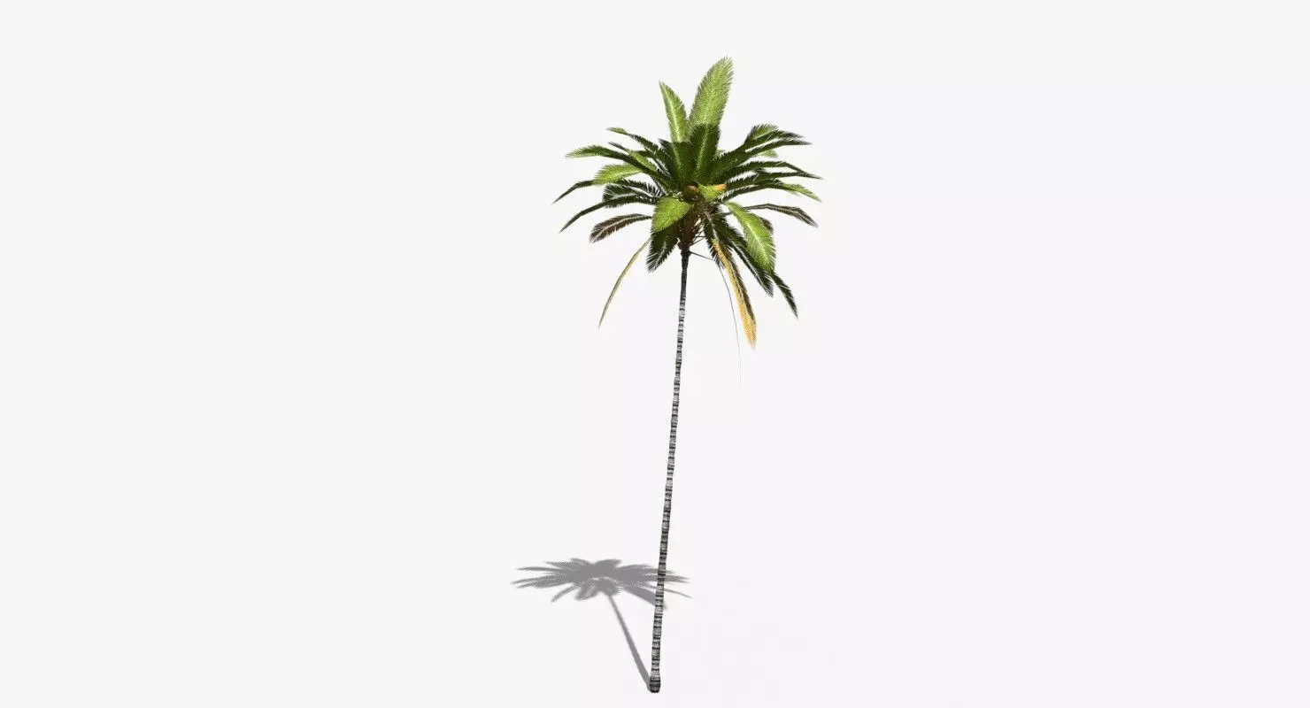 Coconut Palm Tree 19400 Low-poly 3D model_0